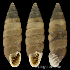 IMG_detallada/Abida polyodon.jpg